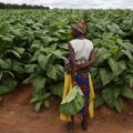 263Chat Child Labour In Tobacco Farms Worrying: Report