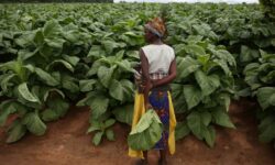 263Chat Child Labour In Tobacco Farms Worrying: Report