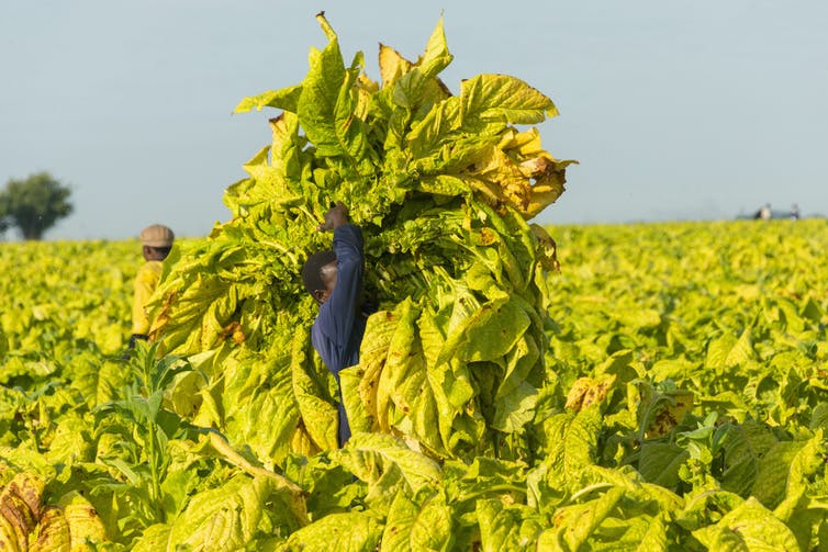Policies must reflect why Zimbabwe’s small tobacco farmers use trees for firewood
