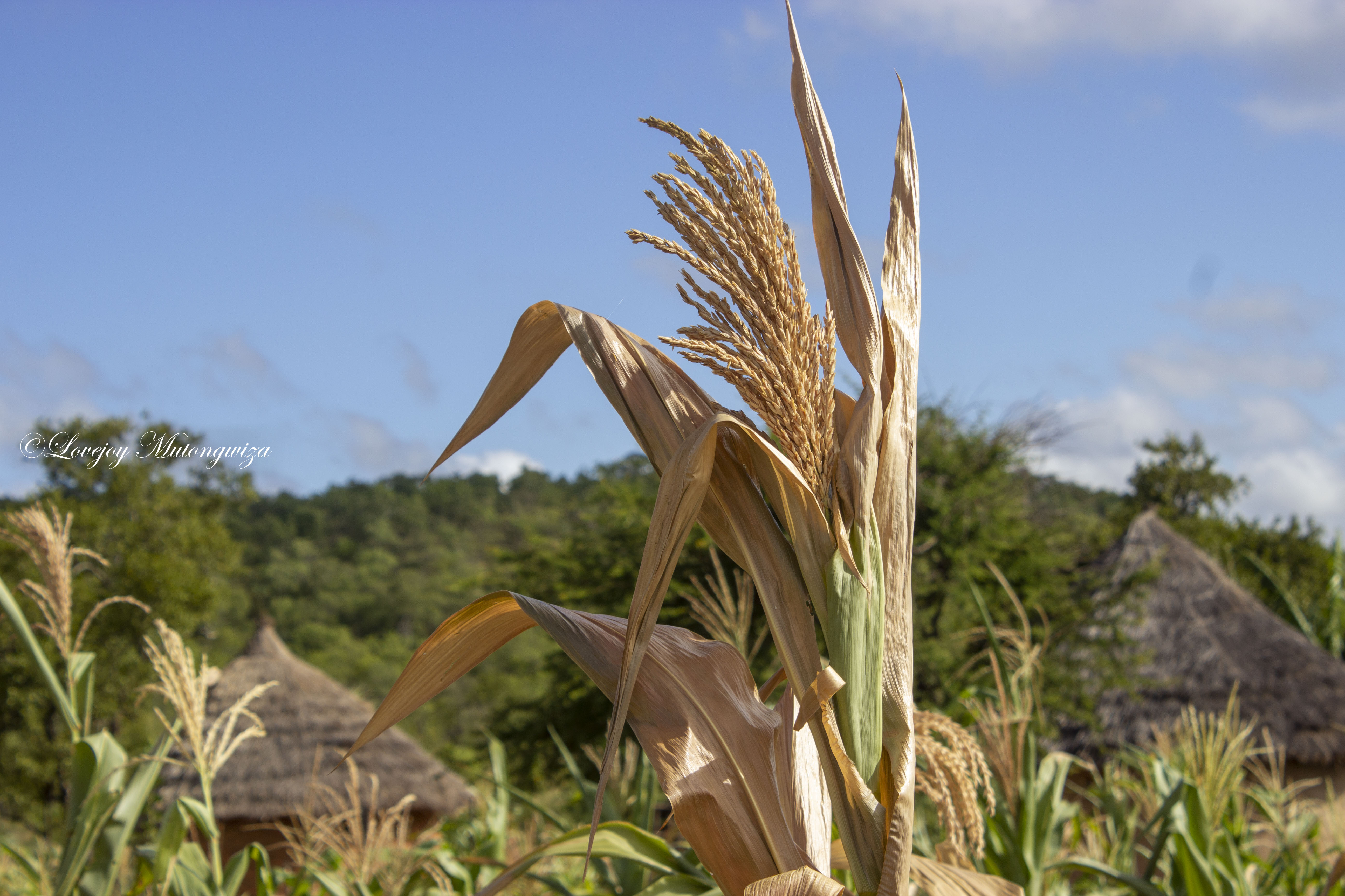 The world is facing a worsening hunger crisis, with millions of people suffering from severe food insecurity and malnutrition