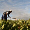 A woman tills the land under the agroecology programs being implemented in Masvingo by VSO Zimbabwe (Pic By Lovejoy Mutongwiza)