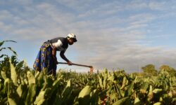 A woman tills the land under the agroecology programs being implemented in Masvingo by VSO Zimbabwe (Pic By Lovejoy Mutongwiza)
